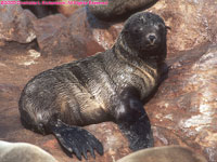Cape fur seal pup