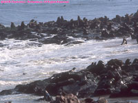 Cape fur seal colony