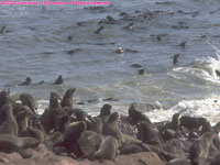 Cape fur seals swimming