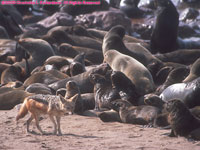 black-backed jackal with fur seals