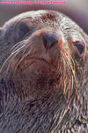 Cape fur seal portrait