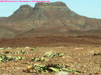 welwitschias