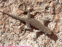 Boulton's Namib day gecko
