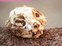 skull of African wild cat