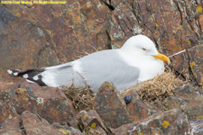 herring gull nest