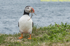puffin with nesting material