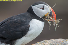 puffin with nest material