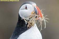 puffin with nest material