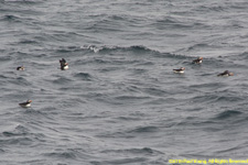 puffins on the water