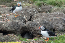 puffins at nest burrow