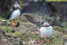 puffins with wings