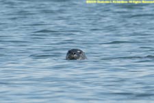 seal swimming