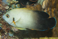 angelfish