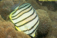 butterflyfish