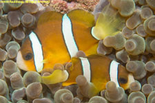 clownfish