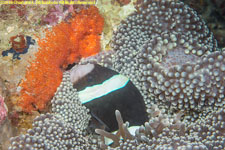 clownfish with eggs