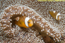 clownfish