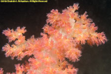 soft coral