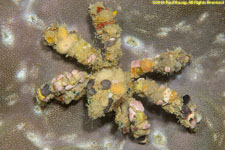 decorator crab