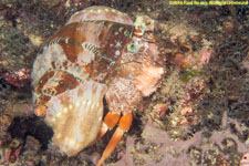 anemone hermit crab