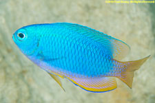 damselfish