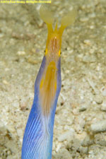 blue ribbon eel