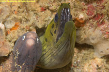 two species of eels