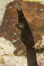 black ribbon eel