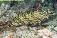 grouper