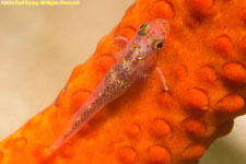 ghostgoby