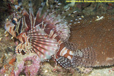 lionfish