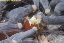 white-headed shrimp