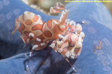 harlequin shrimp