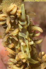 sea-whip shrimp