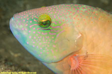 wrasse