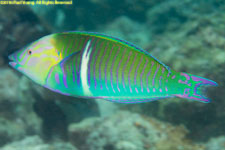 wrasse