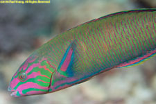 wrasse