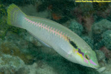 wrasse