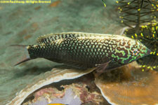 wrasse