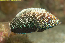 wrasse