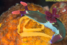 nudibranch laying eggs