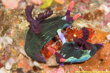nudibranchs mating