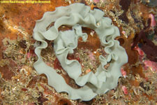 nudibranch egg ribbon
