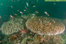 plate corals