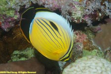 polyp  butterflyfish