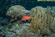 coral and giant squirrelfish