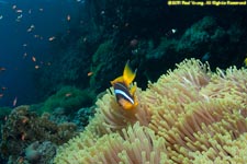clownfish and anemone