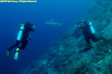 divers and shark