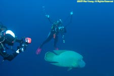 divers and Napoleon wrasse