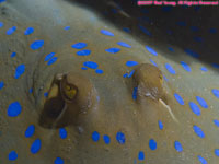 blue-spotted stingray closeup
